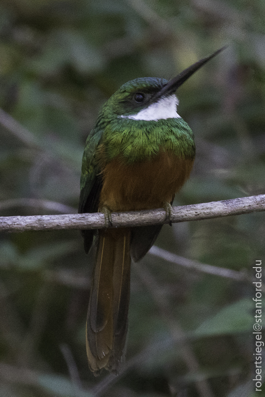 pantanal